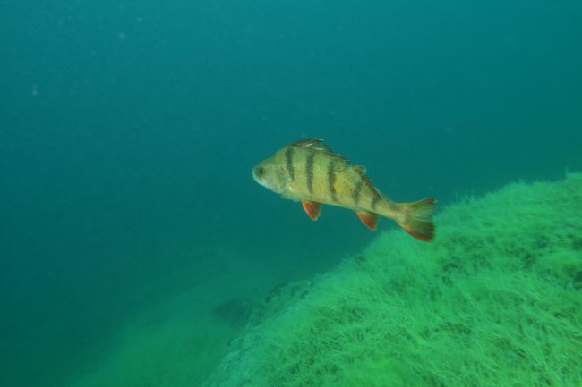 Ausbildungstauchen_Frankreich_du_fort_12